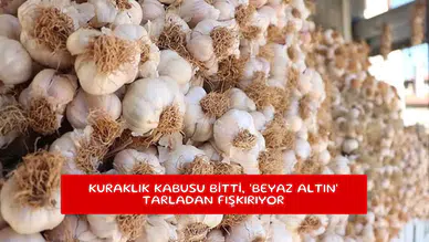 Kuraklık kabusu bitti, 'beyaz altın' tarladan fışkırıyor