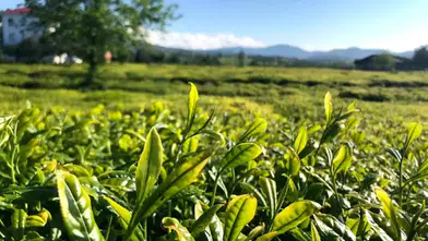 Lipton çay üretiminde dev değişim! 39 yıllık faaliyet sona erdi