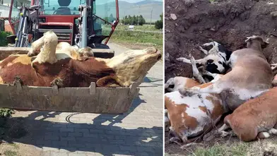 Büyükbaş hayvancılık tehlikede! Ölümler korkunç boyuta ulaştı!