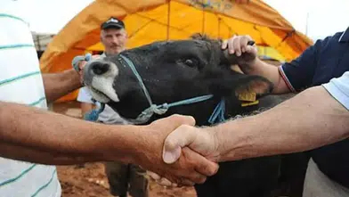 2026 kurbanlık fiyatları netleşmeye başladı: Küçükbaş ve büyükbaşta yeni aralıklar belli oldu