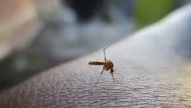 Sinekleri evden uzak tutan doğal yöntem: Limon ve karanfil hilesi yeniden gündemde