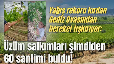 Yağış rekoru kırılan Gediz Ovasından bereket fışkırıyor: Üzüm salkımları şimdiden 60 santimi buldu!