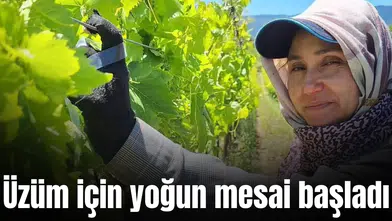 Üzüm için yoğun mesai başladı