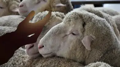 Kurban keserken hangi dua okunur? İşte diyanet’e göre dikkat edilmesi gereken kurallar