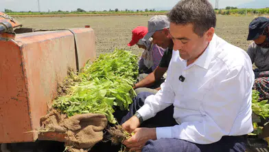 Başkan Cıllı tütün dikimine yardım etti