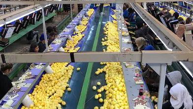 Limon ihracatında yeni hedef 500 milyon dolar