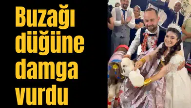 Buzağı düğüne damga vurdu