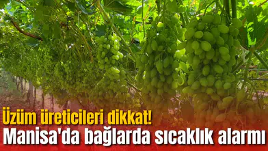 Üzüm üreticileri dikkat! Manisa'da bağlarda sıcaklık alarmı