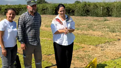 Başkan Aytaç üzüm hasadına katıldı: “Üreticimizin  gözü salkımda, kulağı TMO’da”
