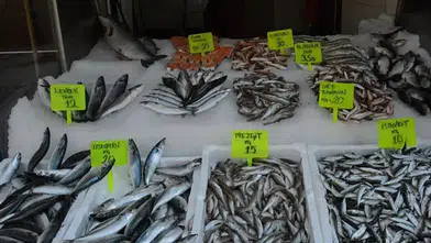 Balık tezgâhları yeniden hareketleniyor! Eylül ayında hangi balık alınmalı?