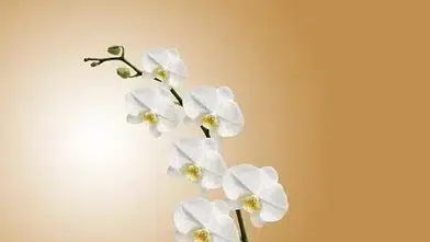 Yaprakları sararıyor, çiçekleri dökülüyor! Orkide bakımında yapılan büyük hata