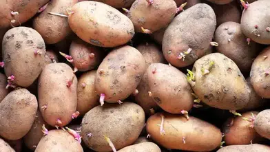 Patatesleri Filizlendiren 6 Hata! Poşetin Ağzını Bağlayanlar Dikkat