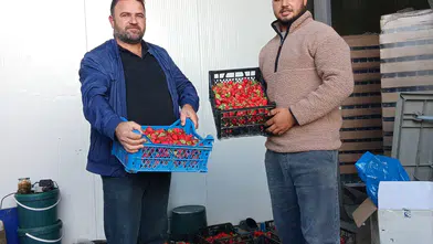 160 DEKARDA İLK ÇİLEK HASADI YAPILDI