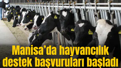 Manisa’da hayvancılık destek başvuruları başladı