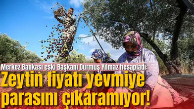 Merkez Bankası eski Başkanı Durmuş Yılmaz hesapladı: Zeytin fiyatı yevmiye parasını çıkaramıyor!