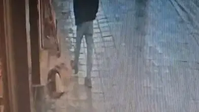 Uyuyan köpek, kendisine tekme atan adamı ısırdı