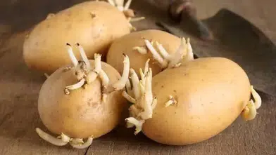 Patates Filizlendiyse Hemen Çöpe Atmayın! Ancak Bu Belirtiler Varsa Tüketmeyin