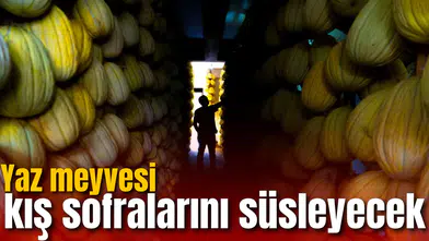 Tadıyla tescilli Kırkağaç kavunu 2027 sofraları için hazır