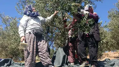 Manisa'da coğrafi işaretli zeytin için hasat başladı