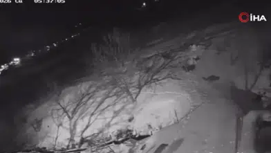 Kurtlar köylülerin korkulu rüyası oldu