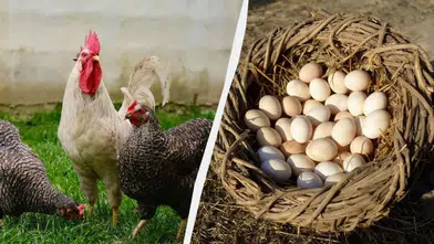 Mart ayında tavuk yemine ekleyin: Bol bol yumurtlayacaklar