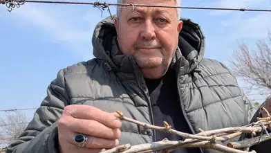 Soğuk hava üzüm bağlarını vurdu