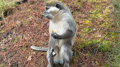 Firari maymunların sırrı çözüldü