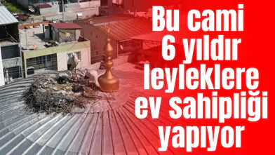 Bu cami 6 yıldır leyleklere ev sahipliği yapıyor