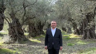 Akhisar'ın zeytin başarısı artıyor