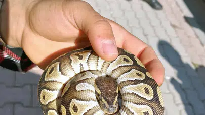 Asayiş kontrolü için durduruldu cebinden piton yılanı çıktı