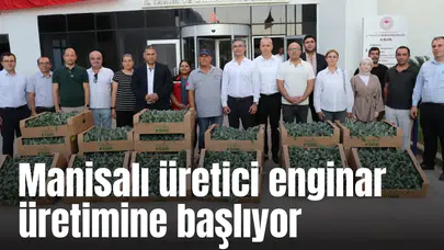 Manisalı üretici enginar üretimine başlıyor
