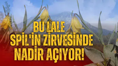 Bu lale Spil'in zirvesinde nadir açıyor!