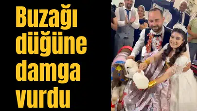 Buzağı düğüne damga vurdu