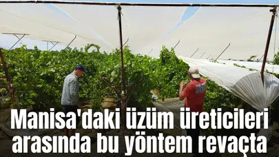 Manisa'daki üzüm üreticileri arasında bu yöntem revaçta