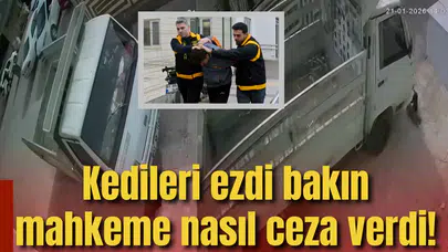 Kedileri ezdi bakın mahkeme nasıl ceza verdi!