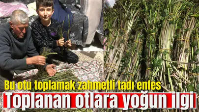 Manisa'da sarmaşıklar çıkmaya başladı