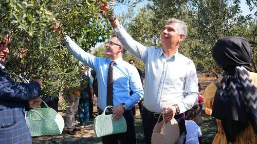 Soma’da zeytin hasadı şenliği düzenlendi