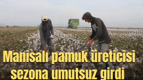 Manisalı pamuk üreticisi sezona umutsuz girdi