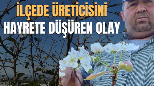 İlçede üreticisini hayrete düşüren olay