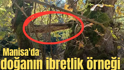 Manisa'da doğanın ibretlik örneği