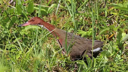 Nesli tükenen kuş yeniden ortaya çıktı! Bilim insanları nedenini açıkladı