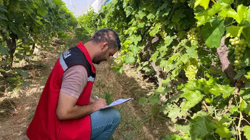 Manisa'da üzüm rekolte tahmin çalışmaları yapıldı