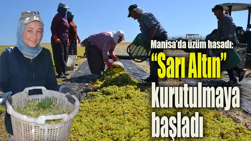 Manisa’da sarı altın hasadı başladı: İlk üzümler sergiye bırakıldı