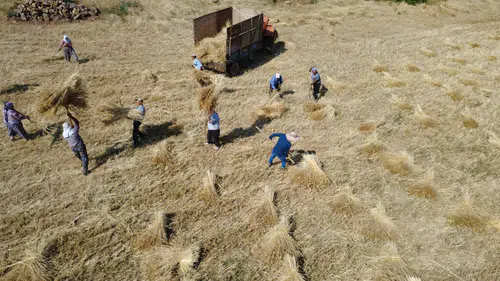 Demirci’de çiftçiler imece usulü hasat gerçekleştiriyor