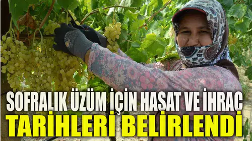 SOFRALIK ÜZÜM İÇİN HASAT VE İHRAÇ TARİHLERİ BELİRLENDİ