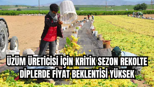 ÜZÜM ÜRETİCİSİ İÇİN KRİTİK SEZON REKOLTE DİPLERDE FİYAT BEKLENTİSİ YÜKSEK