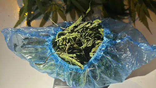 Jandarmadan uyuşturucuya geçit vermedi: 1 gözaltı