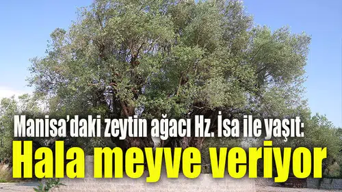 İlçedeki zeytin ağacı Hz. İsa ile yaşıt: Hala meyve veriyor