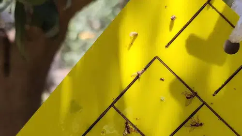Tarım müdürlüğünden Manisalılara ilaçlama uyarısı