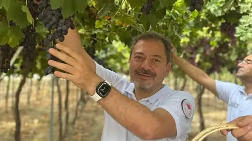 Genel Müdür Atalay Manisa’da üzüm hasadı gerçekleştirdi